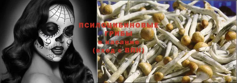 где купить   Верещагино  Галлюциногенные грибы Magic Shrooms 